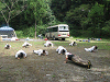 camp22 (245)_samu.gif